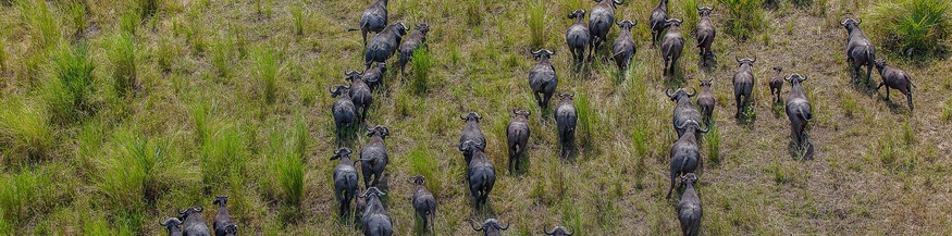 Büffel im Gorongosa-Nationalpark