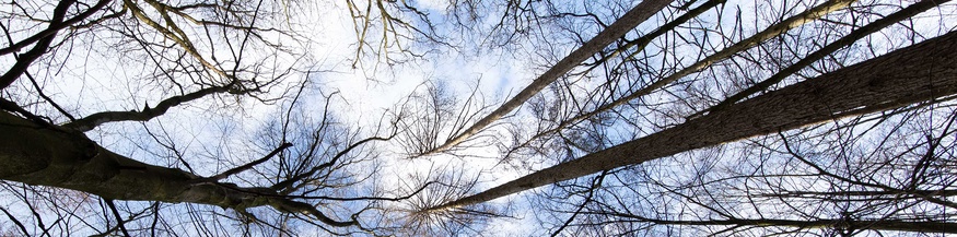 Blick in Baumkronen