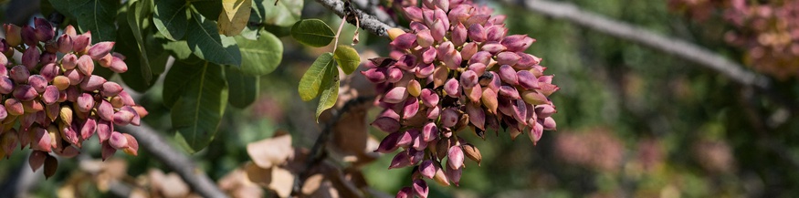 Pistazie