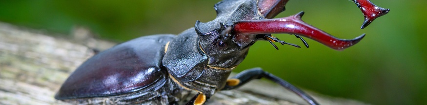 Hirschkäfer