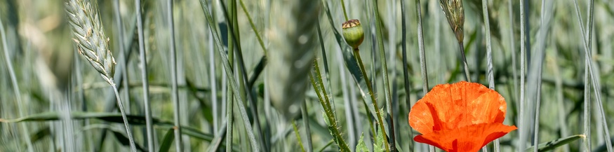 Mohnblume, Weizenfeld