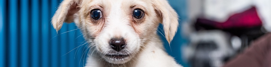 Hundewelpe