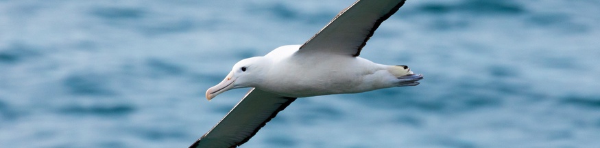 Albatrod