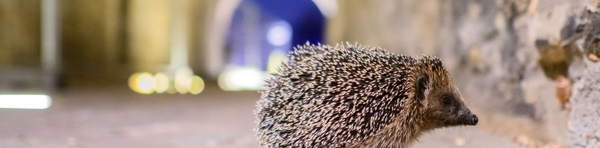 Igel in der Stadt