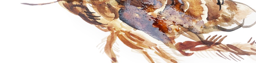 Illustration eines Flohs