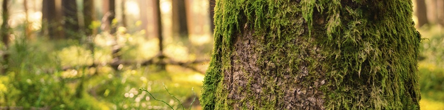 Moosiger Baum im Wald