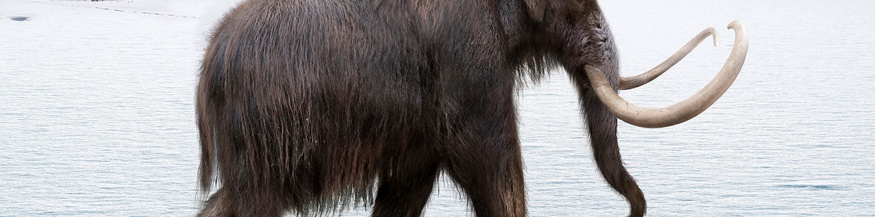 Wollhaarmammut, Illustration