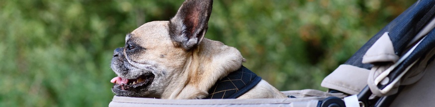 French Bulldog in einem Hundewagen