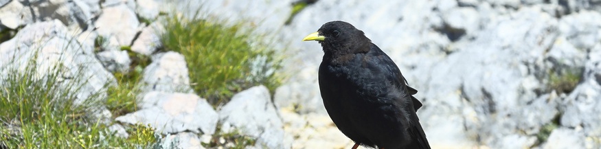 Alpendohle