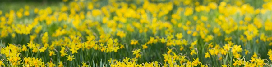 Feld voller Märzenbecher, Frühling