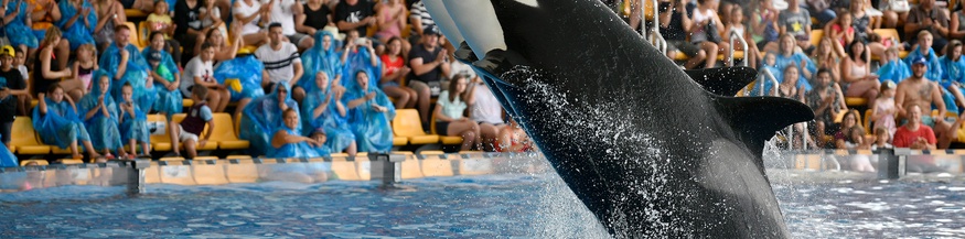 Zwei Orcas vor Publikum im Loro Park, Teneriffa