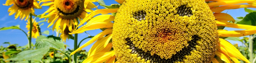 Eine lachende Sonnenblume