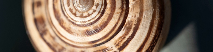 Schneckenhauswindungen