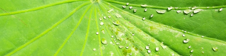 Lotusblatt mit Wasserperlen