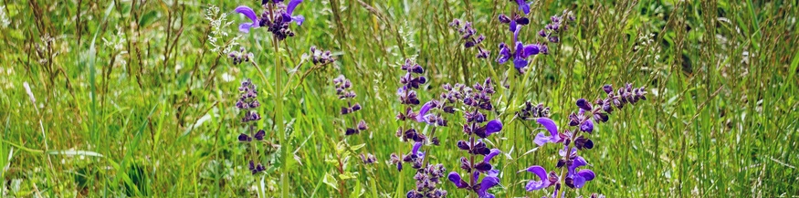 Wiesensalbei