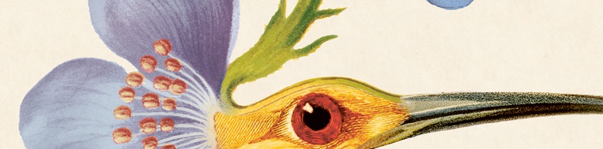 "Botanik des Wahnsinns" von Leon Engler, Ausschnitt des Covers