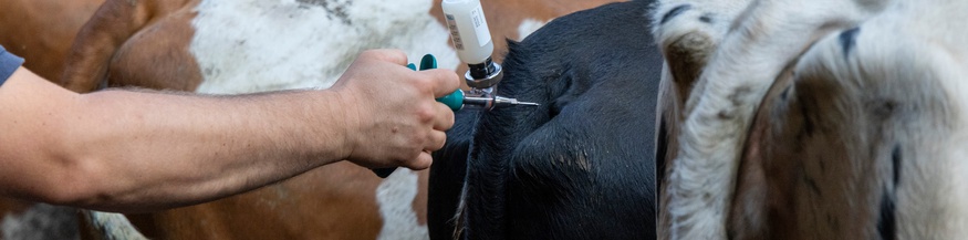 Tierarzt behandelt Nutztiere