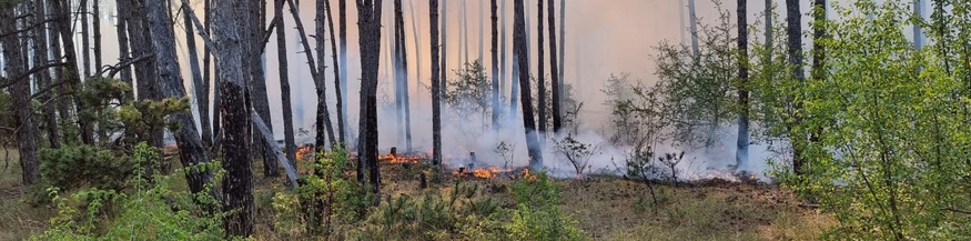 Waldbrand im Raum Ebenfurth (Bezirk Wiener Neustadt)