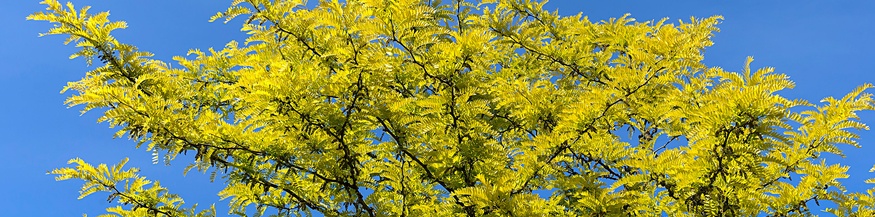 Götterbaum