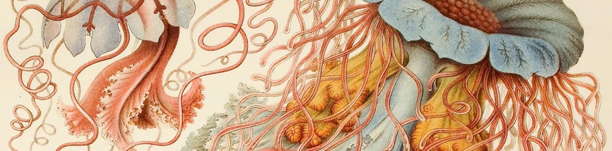 Illustration des Zoologen Ernst Haeckel (Ausschnitt)