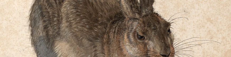 Dürers Feldhase (Ausschnitt)