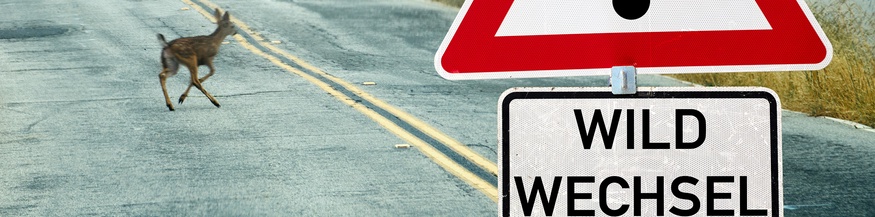 Wildwechselschild und Reh auf der Straße