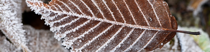 Blatt im Winter