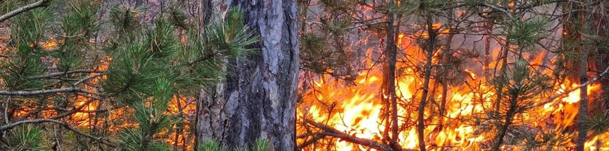 Waldbrand