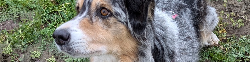 Schnüffelnase, Hund