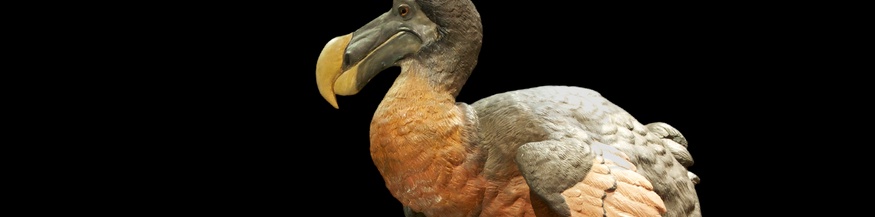 Ein Modell eines Dodo's