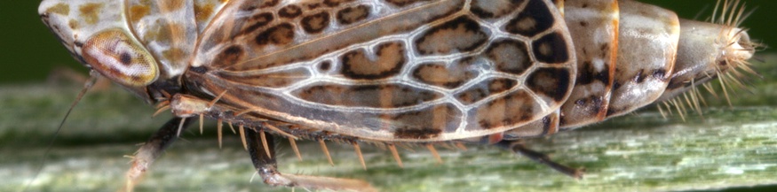 Zikade im Leopardenlook: Errastunus ocellaris (Bunte Graszirpe)