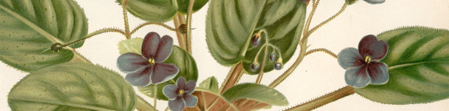 Usambaraveilchen (Saintpaulia jonatha) Aus: Gartenflora, 1893 (Ausschnitt)