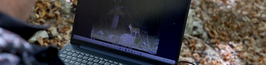 Laptop, Wildtierkamera, Luchs