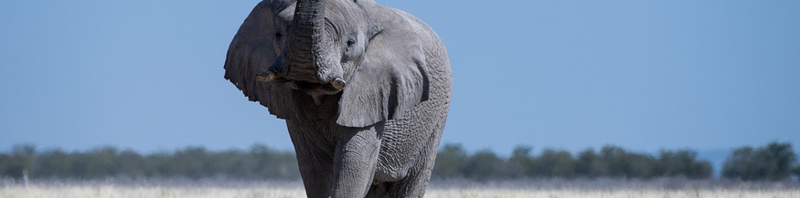 Elefant in Afrika