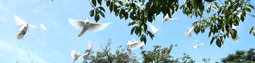 Fliegende weiße Tauben