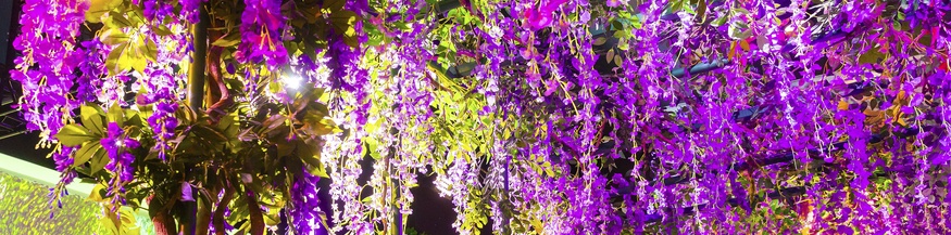 Monets Garten, Ausstellungsansicht