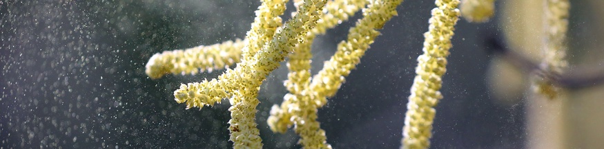 Pollen der Hasel