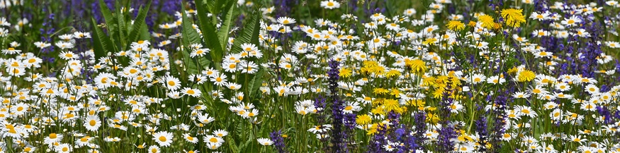 Blumenwiese