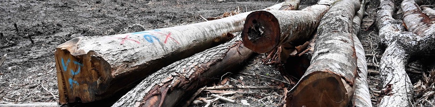 Zedern- und Mahagonistämme liegen auf einem Waldboden