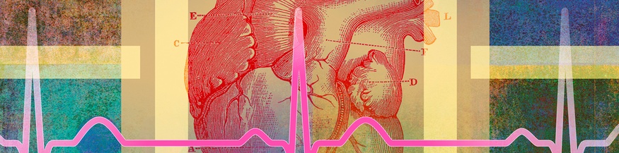 Grafik mit einem Herz, Organ