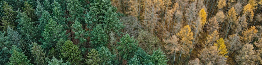 Wald, Luftaufnahme