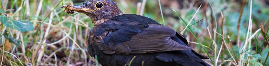 Usutu Virus Amsel