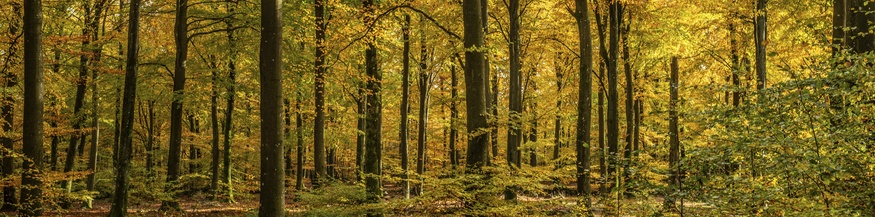 Skandinavische Baumlandschaft
