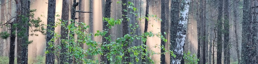 Estlands Wälder