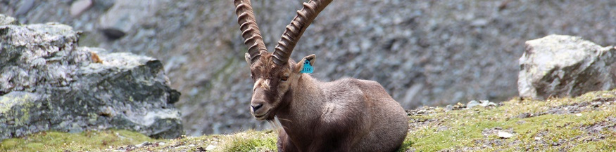 Steinbock