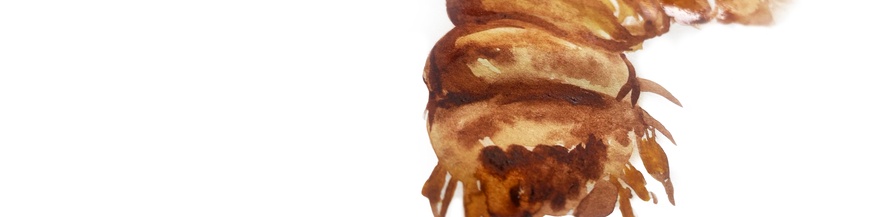 Illustration eines Mehlwurms