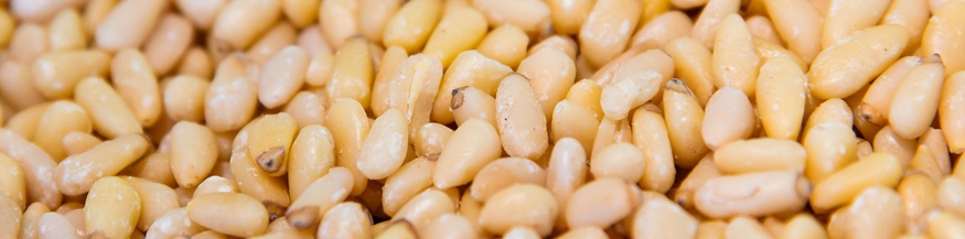 Pinienkerne