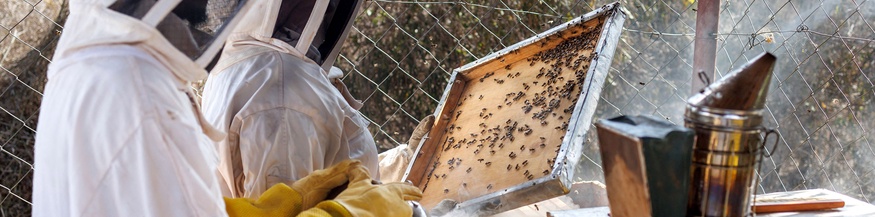 Imker in Afrika: Bienen gegen Elefanten