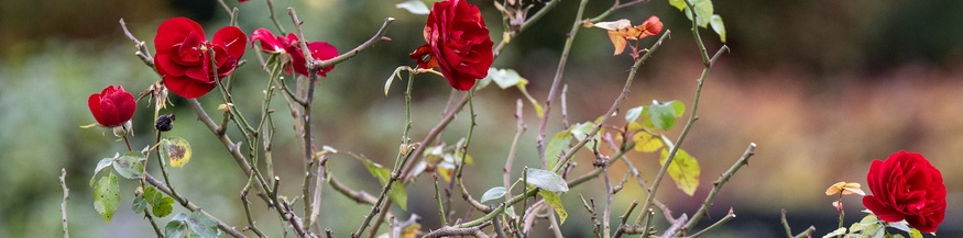 Rosenstrauch auf einem Friedhof