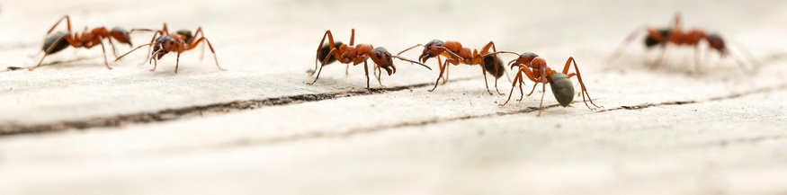 Ameisen